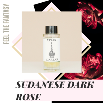 SUDANESE DARK ROSE